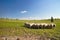 Typical surroundings of Slovak sheep farm with sheeps, meadow for grazing and beautiful nature.