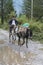 Typical transportation on donkey in Theth, Albania