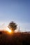 Typical Transylvanian mountains, lonely tree and wooden fence on the hillside, Bihor Mountains, Carpathian Mountains at sunrise