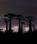 Typical trees of Madagascar known as Adansonia, baobab, bottle tree or monkey bread with a night sky in the background