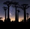 Typical trees of Madagascar known as Adansonia, baobab, bottle tree or monkey bread with a night sky in the background