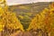 Typical tuscan landscape, vineyard in Chianti