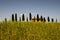 Typical Tuscany landscape, farmland I Cipressini. Italian cypress trees and wheat field with blue