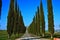 Typical tuscany trees line up