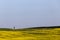 Typical Tuscany Val d`Orcia landscape, with an isolated cypress tree on a hill in the middle of green grass and yellow