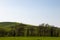 Typical Tuscany Val d`Orcia landscape, with isolated cypress trees on a hill in the middle of green grass and sun