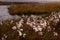 Typical vegetation of Iceland. fluffy white flowers of cotton grass swaying in the wind