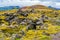 Typical view of icelandic mossy lava field