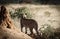 Typical view of secretive and elusive African leopard from safari vehicle at Okonjima Nature Reserve, Namibia