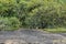 Typical view of tropical landscape with abundant vegetation.