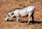 Typical view of a Warthog feeding in Kruger National Park