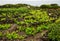 Typical vineyard at Azores