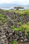 Typical vineyard at Azores