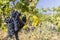 Typical vineyard with blue grapes near Chateauneuf-du-Pape, Cotes du Rhone, France