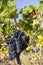 Typical vineyard with blue grapes near Chateauneuf-du-Pape, Cotes du Rhone, France