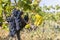 Typical vineyard with blue grapes near Chateauneuf-du-Pape, Cotes du Rhone, France