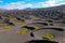 A typical vineyard in lanzarote island