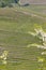 Typical vineyard near Barolo, Barolo wine region, province of Cuneo, region of Piedmont, Italy