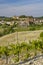 Typical vineyard near Castello di Razzano and Alfiano Natta, Barolo wine region, province of Cuneo, region of Piedmont, Italy