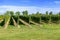 typical vineyard in northern Italy Trentino