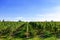 typical vineyard in northern Italy Trentino