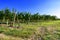 typical vineyard in northern Italy Trentino