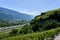 Typical vineyard in the region of Sierre, Valais, Switzerland