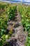 Typical vineyard in the region of Sierre, Valais, Switzerland
