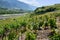 Typical vineyard in the region of Sierre, Valais, Switzerland