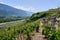 Typical vineyard in the region of Sierre, Valais, Switzerland