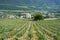 Typical vineyard in the region of Sierre, Valais, Switzerland