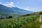 Typical vineyard in the region of Sierre, Valais, Switzerland