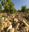 Typical vineyard with stones near Chateauneuf-du-Pape, Cotes du Rhone, France