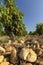 Typical vineyard with stones near Chateauneuf-du-Pape, Cotes du Rhone, France