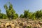 Typical vineyard with stones near Chateauneuf-du-Pape, Cotes du Rhone, France