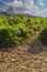 Typical vineyard with stones near Chateauneuf-du-Pape, Cotes du Rhone, France