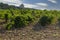 Typical vineyard with stones near Chateauneuf-du-Pape, Cotes du Rhone, France