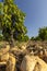 Typical vineyard with stones near Chateauneuf-du-Pape, Cotes du Rhone, France