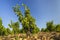 Typical vineyard with stones near Chateauneuf-du-Pape, Cotes du Rhone, France