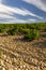 Typical vineyard with stones near Chateauneuf-du-Pape, Cotes du Rhone, France