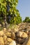 Typical vineyard with stones near Chateauneuf-du-Pape, Cotes du Rhone, France