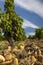 Typical vineyard with stones near Chateauneuf-du-Pape, Cotes du Rhone, France