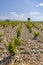 Typical vineyard with stones near Chateauneuf-du-Pape, Cotes du Rhone, France