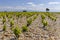 Typical vineyard with stones near Chateauneuf-du-Pape, Cotes du Rhone, France