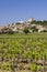 Typical vineyard with stones near Chateauneuf-du-Pape, Cotes du Rhone, France