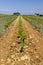 Typical vineyard with stones near Chateauneuf-du-Pape, Cotes du Rhone, France