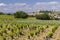 Typical vineyard with stones near Chateauneuf-du-Pape, Cotes du Rhone, France