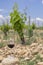 Typical vineyard with stones near Chateauneuf-du-Pape, Cotes du Rhone, France