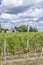 Typical vineyards (1er Grand Cru Classe A) near Chateau Cheval Blanc, Saint-Emilion, Aquitaine, France