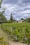 Typical vineyards (1er Grand Cru Classe A) near Chateau Cheval Blanc, Saint-Emilion, Aquitaine, France